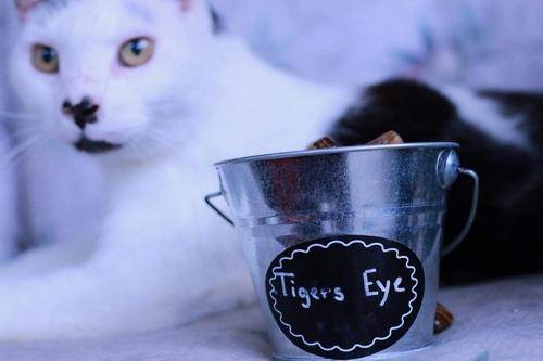 Tiger’s Eye Tumbled Stone-Cosmic Cuts