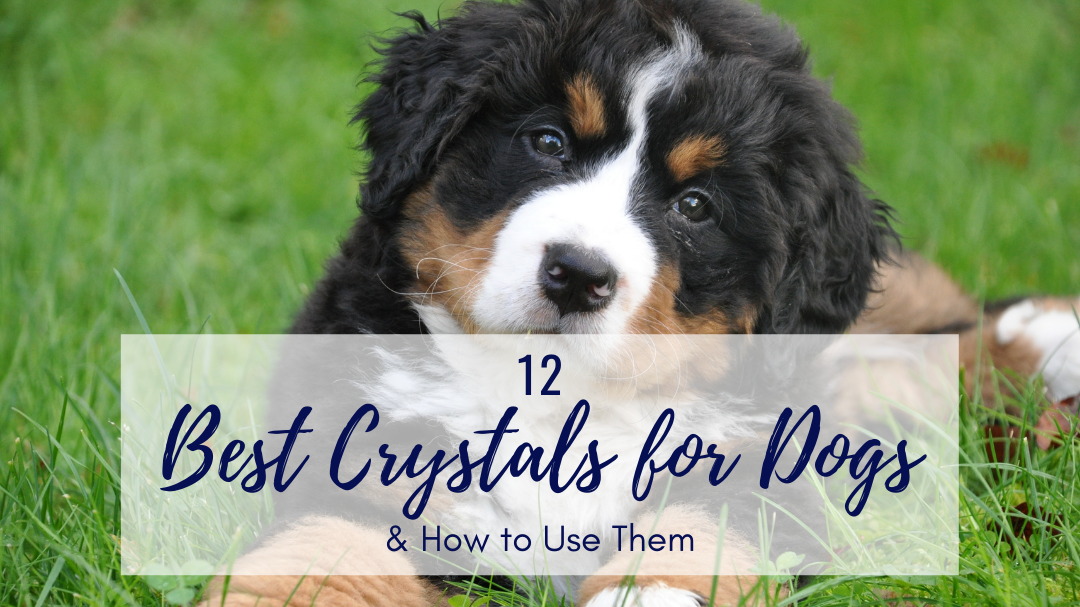 Best Crystals for Dogs